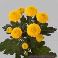 Хризантема кустовая - Интернет магазин шаров, цветов и подарков