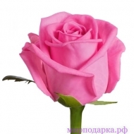 Уральская роза  - Интернет магазин шаров, цветов и подарков