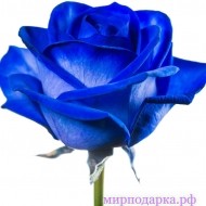 Роза Эквадор Синяя - Интернет магазин шаров, цветов и подарков