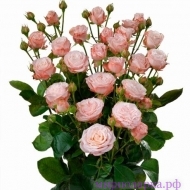 Роза кустовая пионовидная - Интернет магазин шаров, цветов и подарков