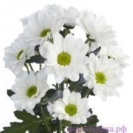 Хризантема кустовая белая - Интернет магазин шаров, цветов и подарков
