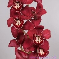 Орхидея Цимбидиум красная - Интернет магазин шаров, цветов и подарков