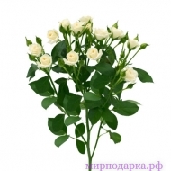 Роза кустовая - Интернет магазин шаров, цветов и подарков