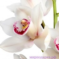 Орхидея Цимбидиум белая - Интернет магазин шаров, цветов и подарков