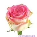 Роза Esperance 50см - Интернет магазин шаров, цветов и подарков