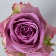 Роза Эквадор 50см - Интернет магазин шаров, цветов и подарков