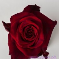 Роза Эквадор 60см - Интернет магазин шаров, цветов и подарков