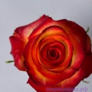 Роза Эквадор 50см - Интернет магазин шаров, цветов и подарков