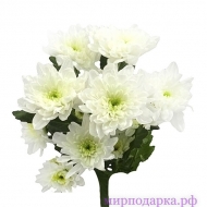 Хризантема кустовая белая - Интернет магазин шаров, цветов и подарков