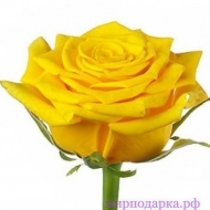 Уральская роза - Интернет магазин шаров, цветов и подарков