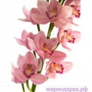 Орхидея Цимбидиум розовая - Интернет магазин шаров, цветов и подарков