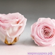 Роза стабилизированная - Интернет магазин шаров, цветов и подарков