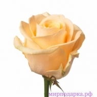 Уральская роза - Интернет магазин шаров, цветов и подарков