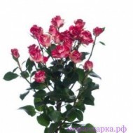 Роза кустовая - Интернет магазин шаров, цветов и подарков