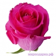 Роза Topaz 50см - Интернет магазин шаров, цветов и подарков