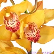 Орхидея Цимбидиум желтая - Интернет магазин шаров, цветов и подарков