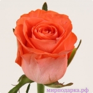 Уральская роза  - Интернет магазин шаров, цветов и подарков