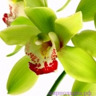 Орхидея Цимбидиум зеленая - Интернет магазин шаров, цветов и подарков