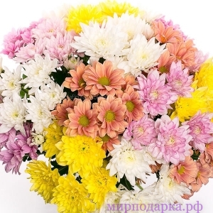 Хризантемы - Интернет магазин шаров, цветов и подарков